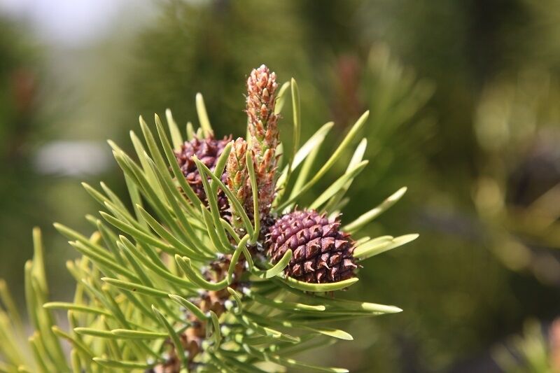 Sex life of christmas trees