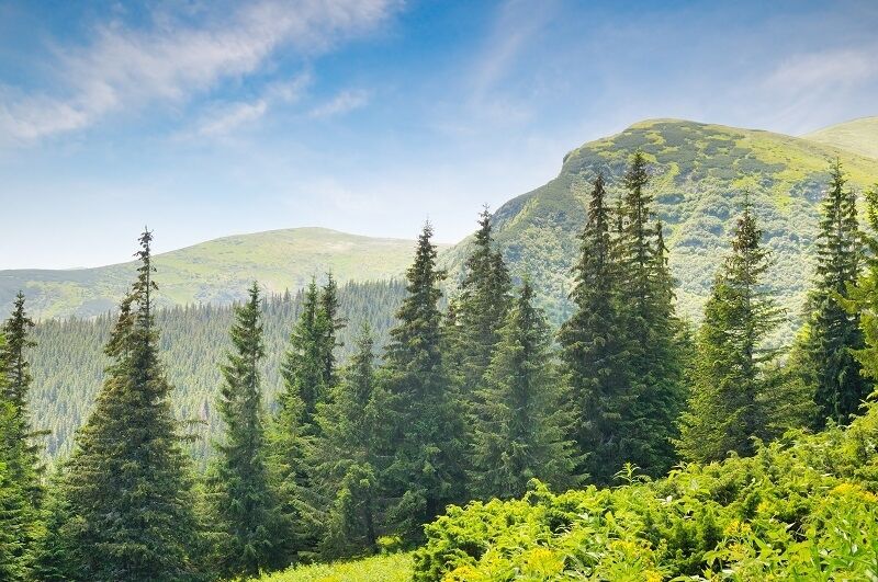 Top British trees