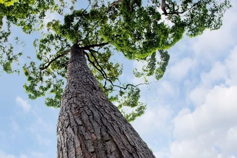 Looking up a Balau tree