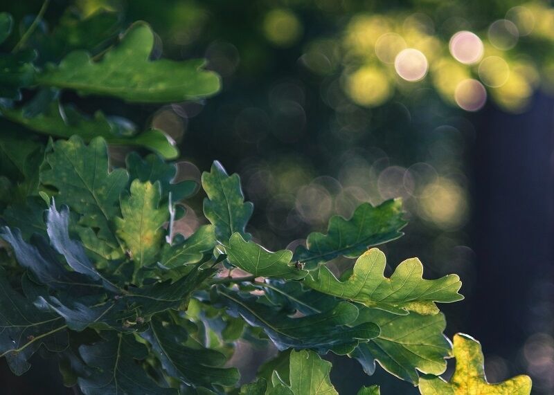 European tree of the year