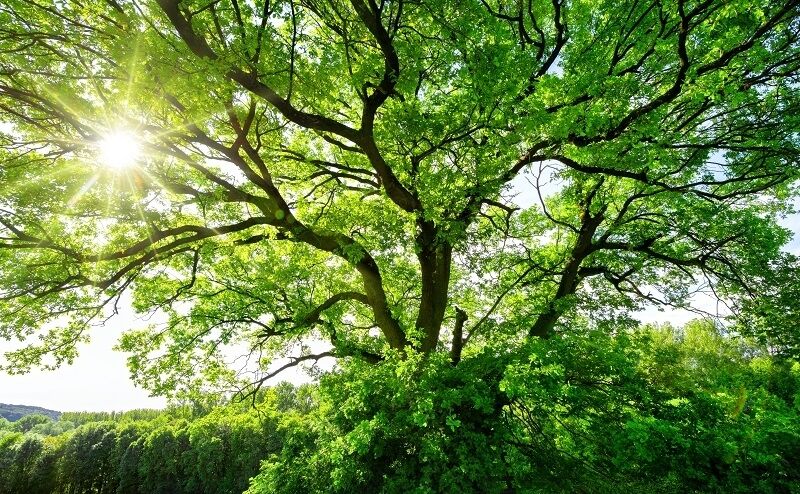 How trees communicate