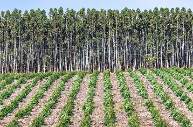 Most sustainable forest types