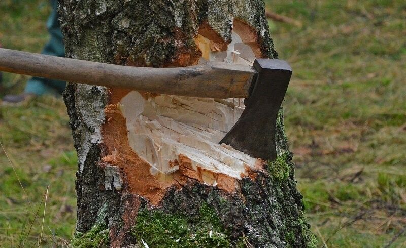 Tree chopping