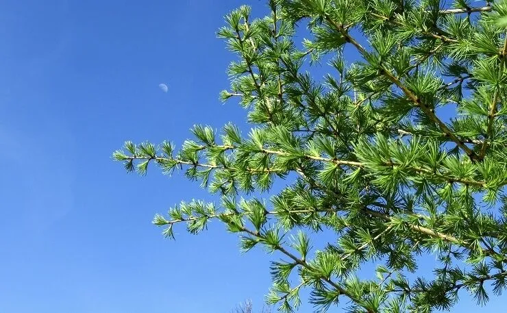 Differences in Larch types
