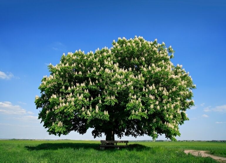 Spotlight on chestnut