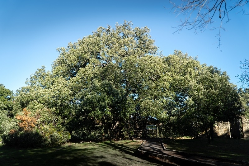 Millenial Oak in Lecina Spain