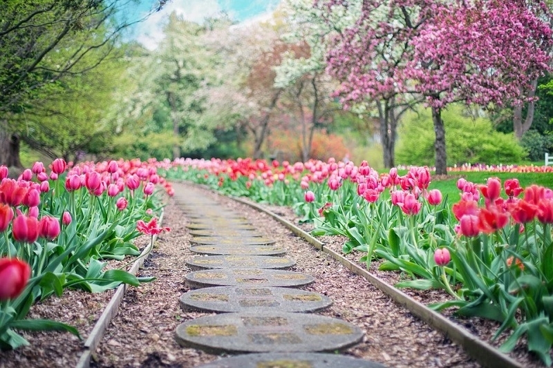 Tulip lined pathway