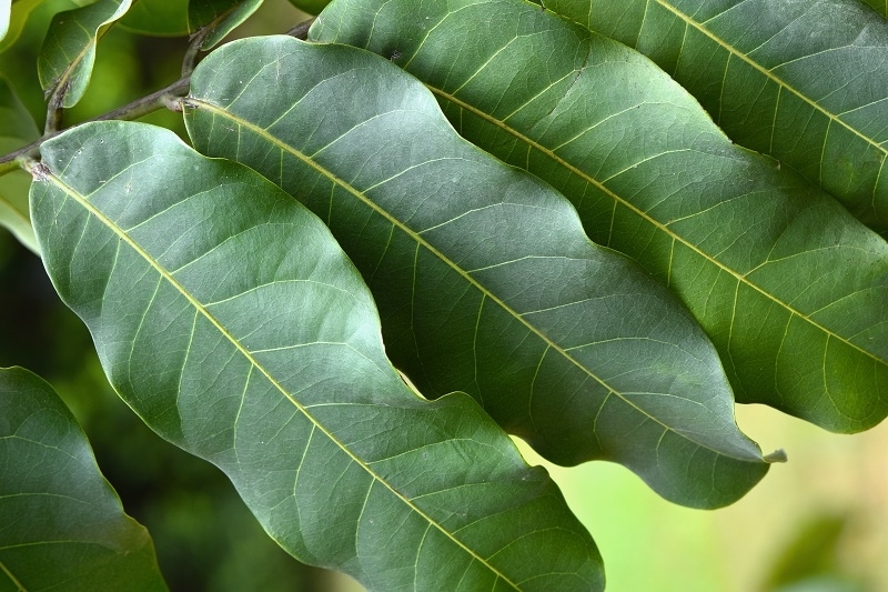 Leaves of the iroko tree