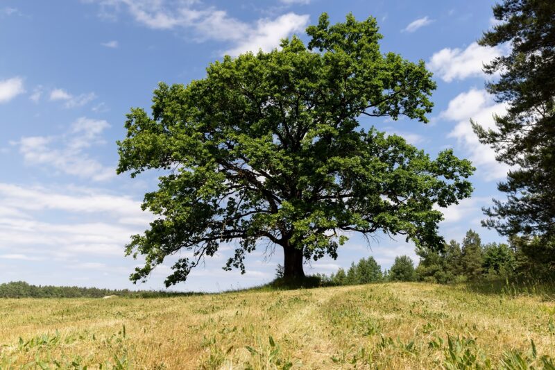 Trees that are native to the UK