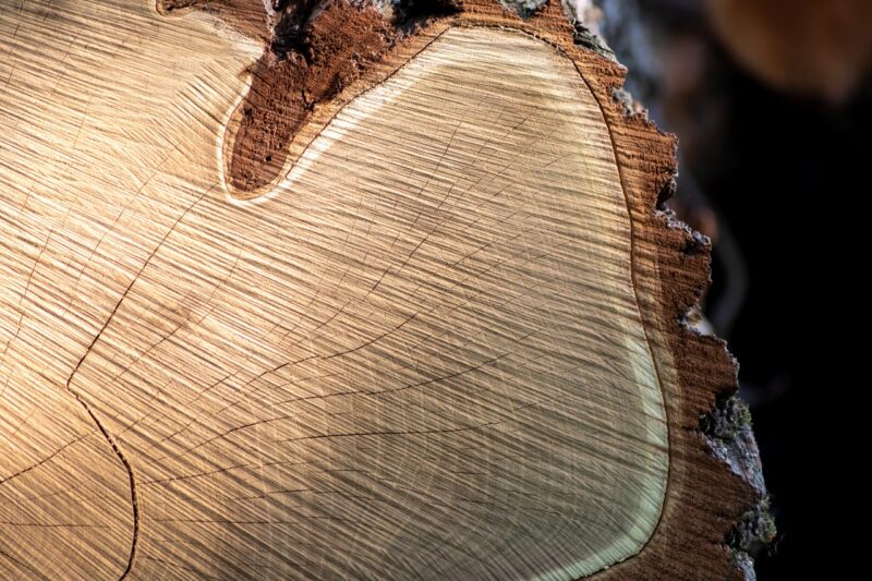 Can a tree's rings show its age