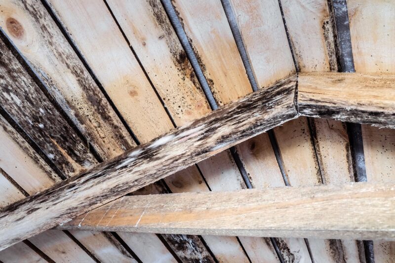 Timber decay and damage