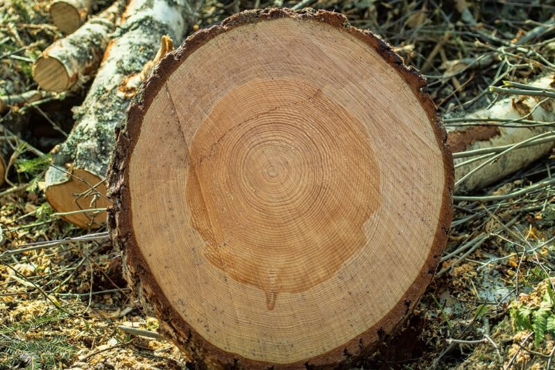 Internal structure of timber