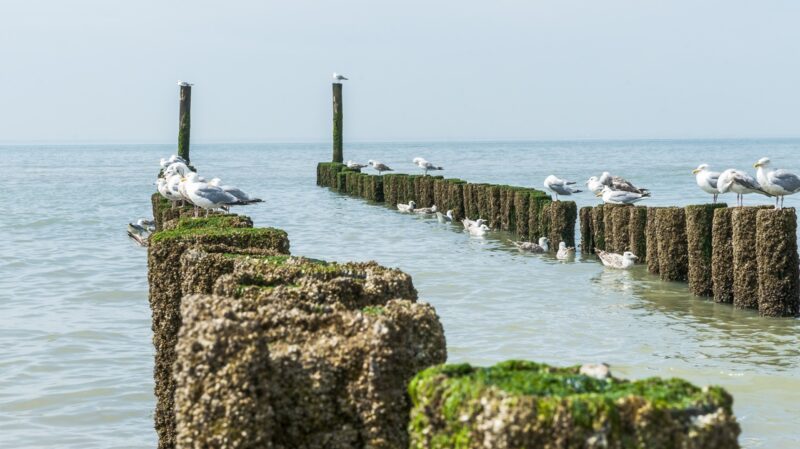 Timber for sea defence